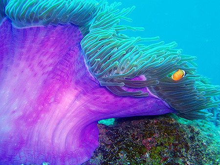 Purple anemone by Charly Founes 