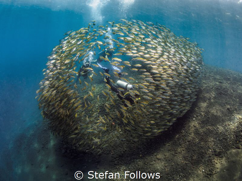 en·vel·ope

Oxeye Scad - Selar boops

Tulamben Wall, ... by Stefan Follows 