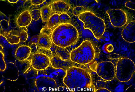 Glowing strawberry anemones in UV light by Peet J Van Eeden 