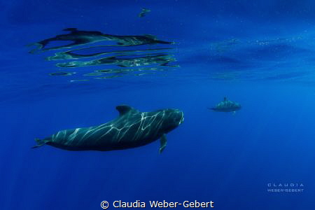 reflexions............. 
(with special permission of the... by Claudia Weber-Gebert 