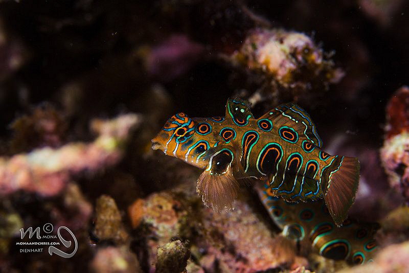 Dragonet 
A first time for me. A pituresque mandarin tak... by Mona Dienhart 