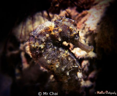 A lonely longsout seahorse by Mr Chai 