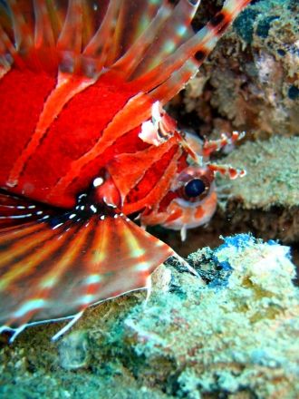 Common lionfish shying away from the camera. Beautiful di... by Lillian Khoo 