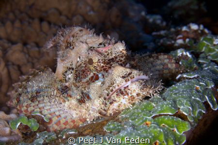 Grumpy Cat- sorry I mean Grumpy Fish by Peet J Van Eeden 
