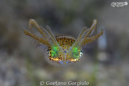 The colors of the night in Australia... I used multiple s... by Gaetano Gargiulo 
