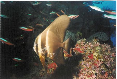 photo is taken in the north ari atoll/maldives by Andy Kutsch 