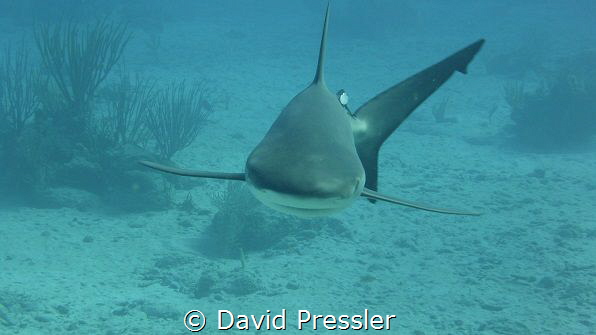 BVi by David Pressler 