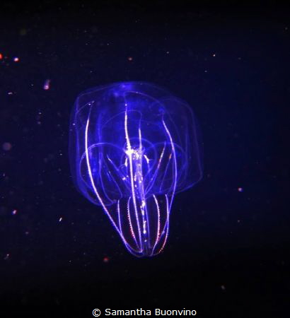 A beautiful ctenophora (comb jelly), on a black water nig... by Samantha Buonvino 