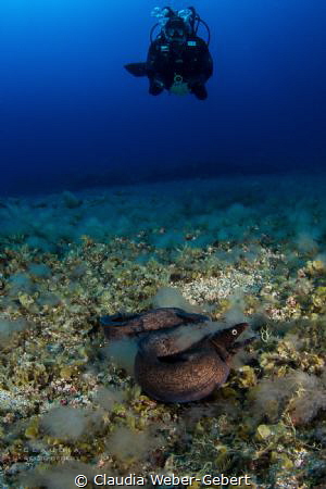 swimming free... by Claudia Weber-Gebert 