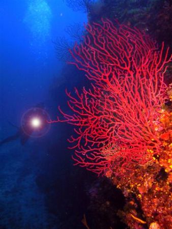 Shot taken close to Porto Pollo, Corsica. 40 meters deep. by Jp Baralo 