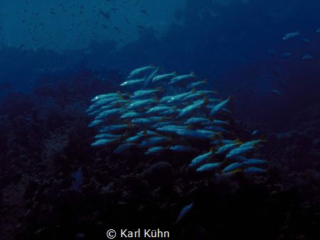 Proposal for an impressionistic underwater photography by Karl Kühn 