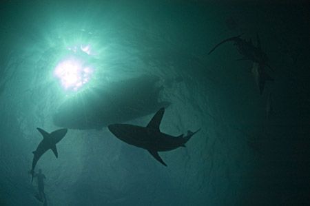 black tips all over the place in RSA by Fiona Ayerst 