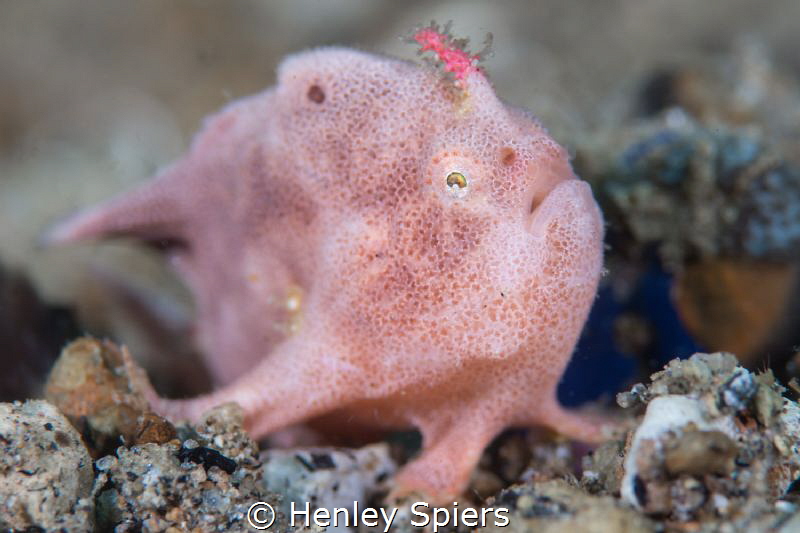 Pink Much? by Henley Spiers 