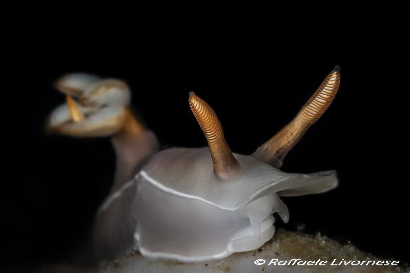 Bullocki close up pic. by Raffaele Livornese 
