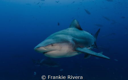 The Big Boss by Frankie Rivera 