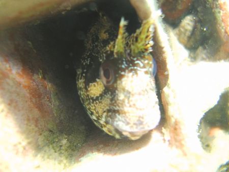Tompot blenny by Hakan Taslicay 