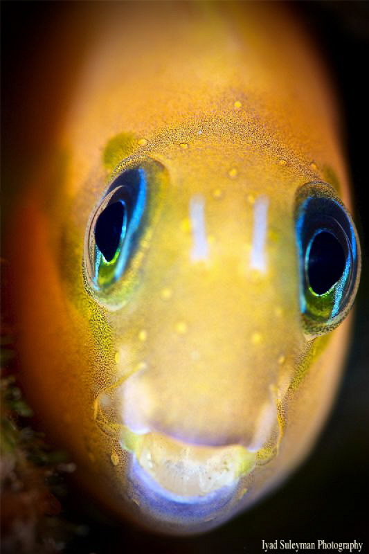 Midas Blenny by Iyad Suleyman 