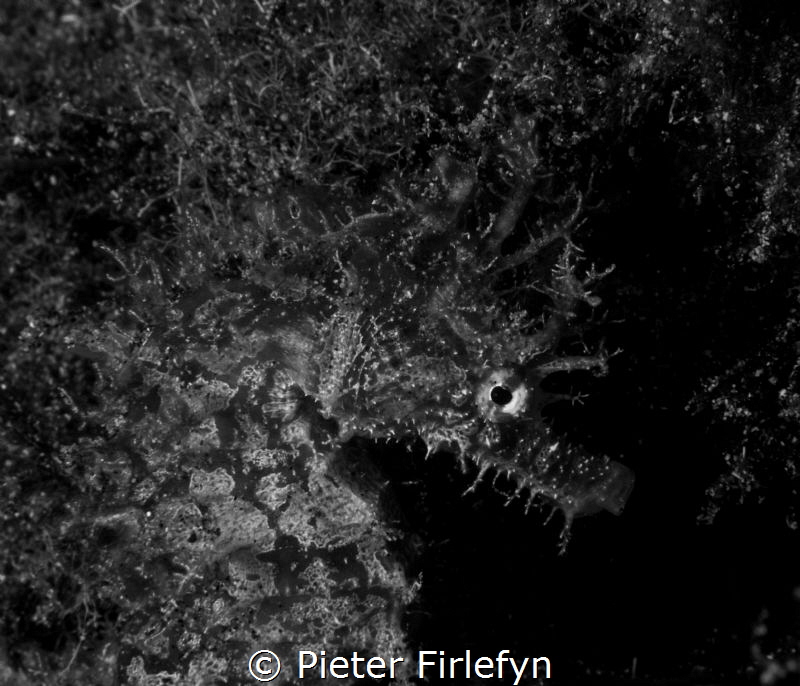 Seahorse by Pieter Firlefyn 