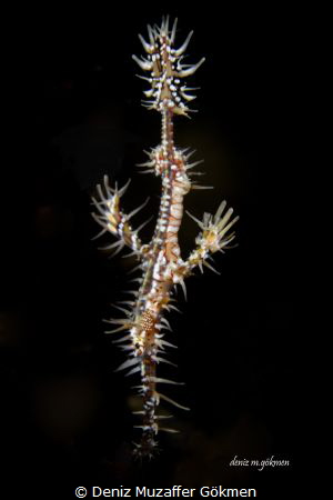 Ornate Ghost Pipefish by Deniz Muzaffer Gökmen 