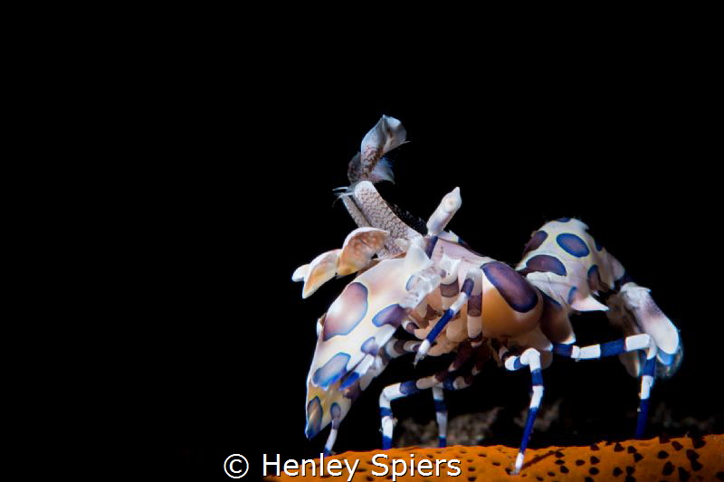 Hey you, get off my star! by Henley Spiers 