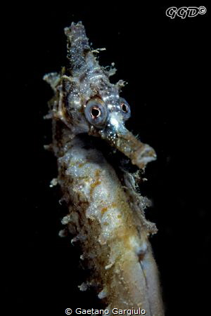 Oh Dear!!! you are losing bubble from your snoot... is th... by Gaetano Gargiulo 