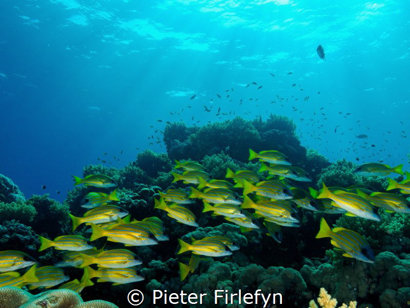 group of snappers under a beautiful sunshine... by Pieter Firlefyn 