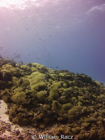 Taken during a trip in Curacao. by William Racz 