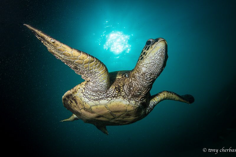 Honu Voodoo by Tony Cherbas 