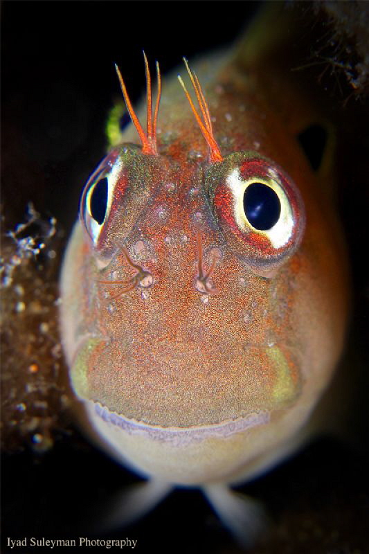 Blenny portrait by Iyad Suleyman 