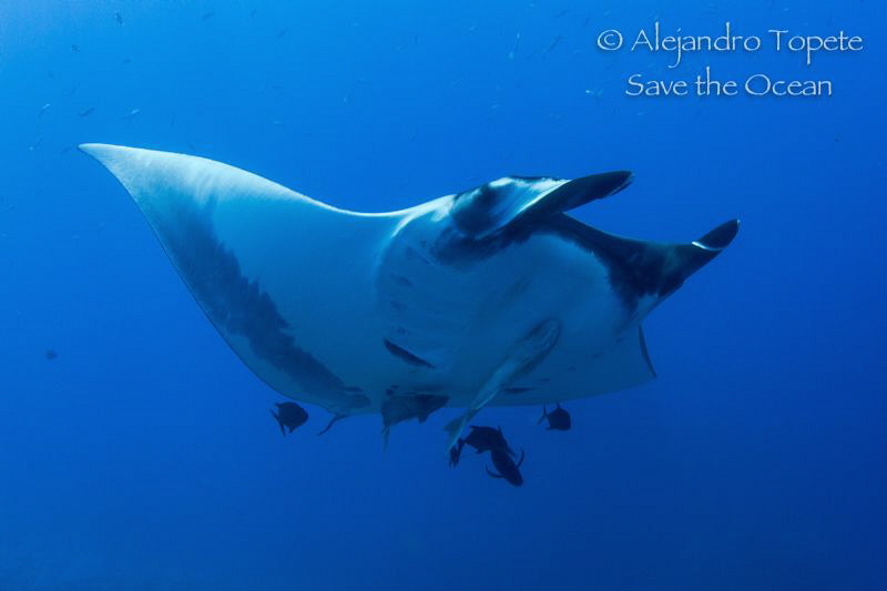 Mantaray, Socorro Island Mexico by Alejandro Topete 
