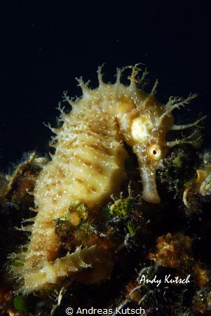 Seahorse near Gangaroo Island by Andreas Kutsch 