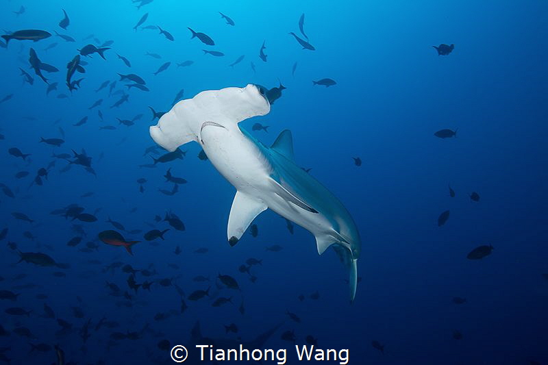 CRUISE
Hammerhead at cocos island
 by Tianhong Wang 