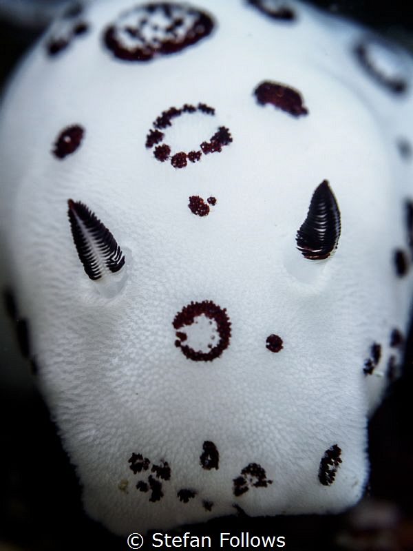 Head Case

Nudibranch - Jorunna funebris

Koh Ma, Tha... by Stefan Follows 