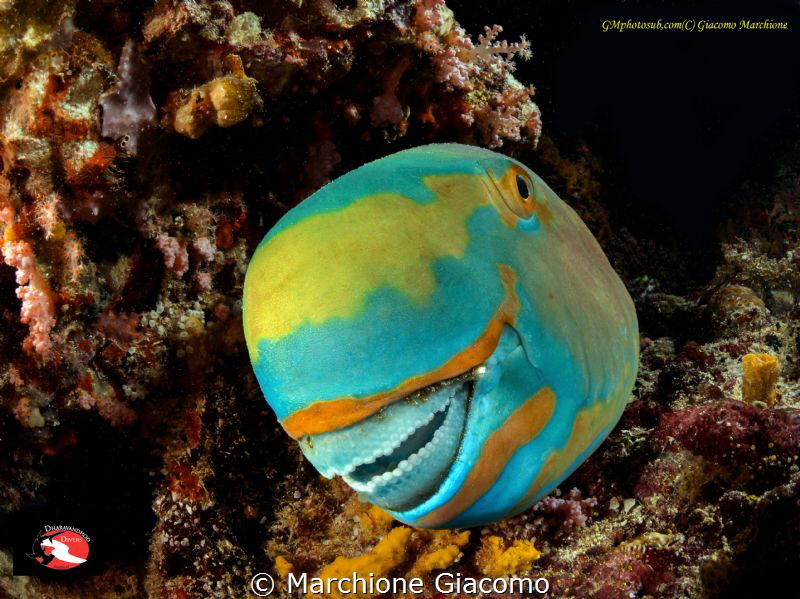 Parrot fish
Nikon D800E, 10,5mm , minidom widemacro
Two... by Marchione Giacomo 