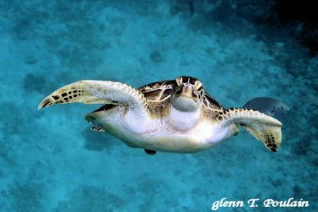 Out of six days of diving in Thailand, this was the only ... by Glenn Poulain 
