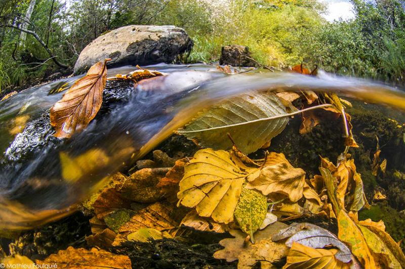 Arn river (France) by Mathieu Foulquié 