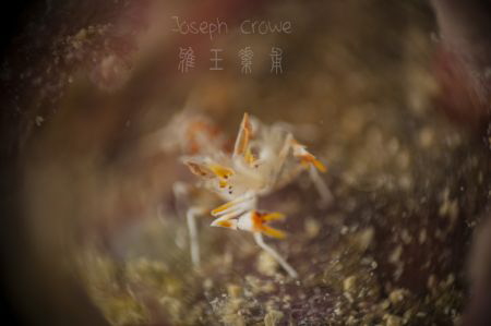 a tiny tiger shrimp 8mm shot using RRM by Joseph Crowe 