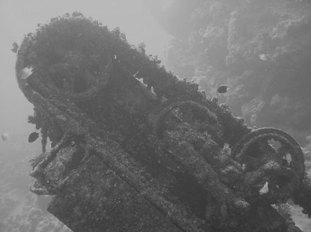 Tank taken at Ras Peter, Sharm el Sheikh with Nikon Coolp... by Nikki Van Veelen 