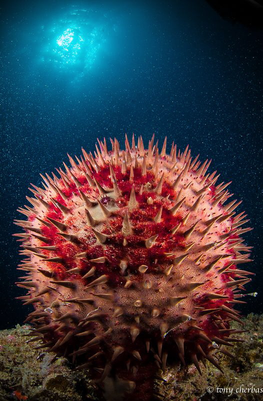 Sun Dust and Red Magic by Tony Cherbas 