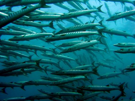 The famous Barracudas of Barracuda Point, Sipadan Island,... by Dennis Siau 