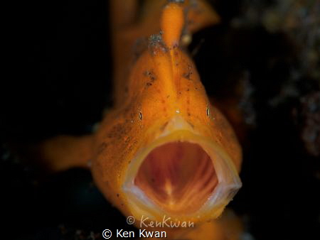 Yawning by Ken Kwan 