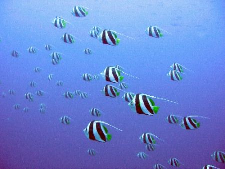 schooling bannerfish by Gordana Zdjelar 