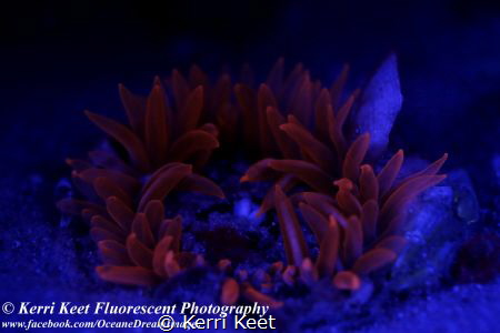 The first time underwater fluorescence has been investiga... by Kerri Keet 