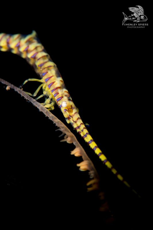 Tozeuma Shrimp by Henley Spiers 