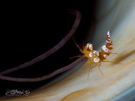 A B Y S S
Sexy shrimp
(Thor amboinensis) by Lilian Koh 