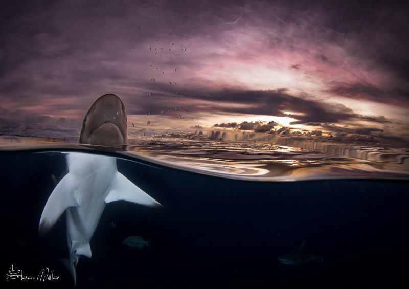 "they told me this shoot would be catered?.." by Steven Miller 