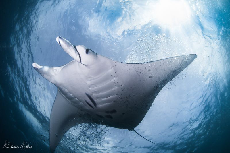Tickle me Elmo. Mantas sometimes hover over the cleaning ... by Steven Miller 