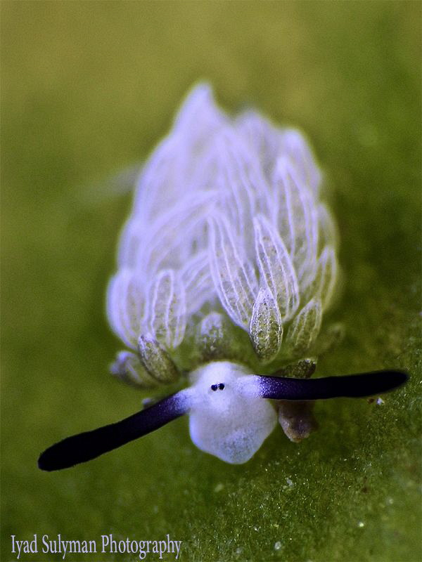 Costasiella usagi by Iyad Suleyman 