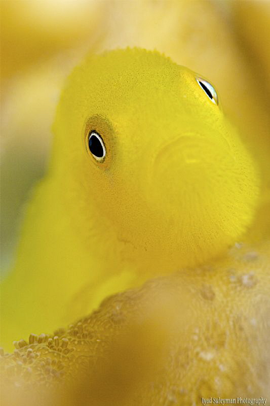 Hairy Coral Goby by Iyad Suleyman 