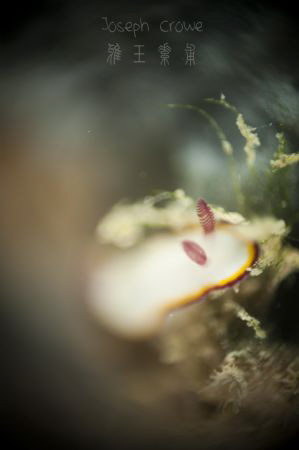 A goniobranchus sinensis shot using RRM by Joseph Crowe 